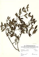 藏品(糙葉耳藥花)的圖片